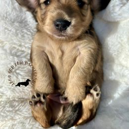 Shaded Cream - Cream male Dachshund puppy in Nampa, Idaho from Long_and_Low_Dachshunds