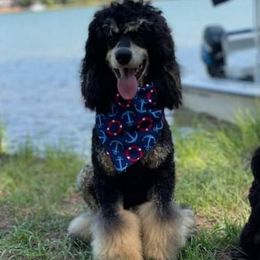 Poodles from Horse Creek Valley Ranch