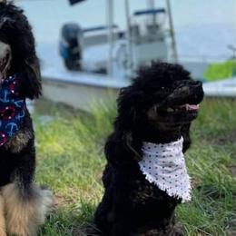 Poodles from Horse Creek Valley Ranch
