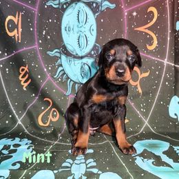 Mint - Black and rust female Doberman Pinscher puppy in Louisville, Kentucky from Ruiz Dobermans