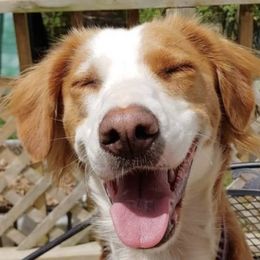 English Shepherd All Grown Up from Middle Tree Farm