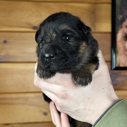 Ivan - Black and red male German Shepherd puppy in Garland, Maine from Vom Schön Traumhund