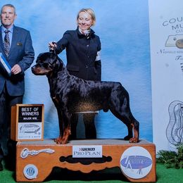 Rottweilers from Armata Rottweilers