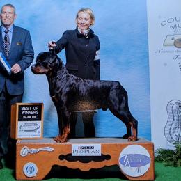 Rottweilers from Armata Rottweilers