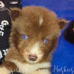 Reina - Red and white female Siberian Husky puppy in Richland, Mississippi from Feazell’s Siberian Huskies
