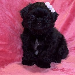 Mari - Black female Shih Tzu puppy in California from Boodaboo Shih Tzu’s