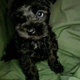 Noir - Black male Miniature Schnauzer puppy in Calera, Alabama from Burnett Cove Kennels