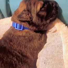 Tabasco - Sable male German Shepherd puppy in Royston, Georgia from Samhain Shepherds