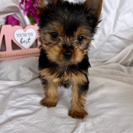 Senna - Black and tan female Yorkshire Terrier puppy in Riverside, California from Empire Yorkies