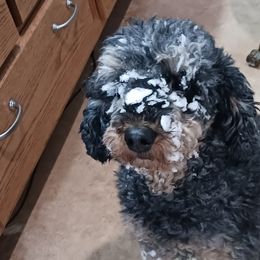 Bernedoodles, Cavapoos, and Poodles from Positively Doodles