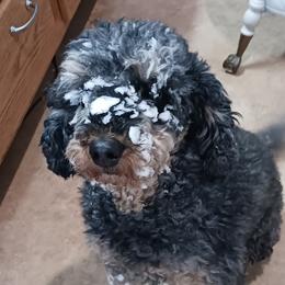 Bernedoodles, Cavapoos, and Poodles from Positively Doodles