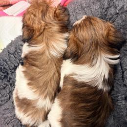 Katie - Tricolor female Shih Tzu puppy in Hemet, California from Aloha Shih Tzu