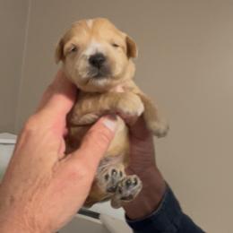Miniature Schnauzer Puppies from Laurel Crown Schnauzers