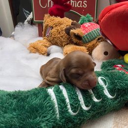 Girl 3 price 3250 - Dapple female Dachshund puppy in Bristol, Tennessee from It's Mini Wieners Baby