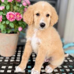 Toffee Crunch - Apricot male Pyredoodle puppy in Bowling Green, Ohio from FDF Pyredoodles & Bernedoodles