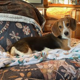 Beagle All Grown Up from Rustic Farm Sporting Beagles