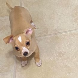 Chihuahuas from Chi Chihuahuas