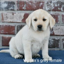 Grey female - Yellow female Labrador Retriever puppy in Mississippi from Sure Shot English Labs