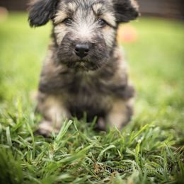 Border Collie and Skye Terrier Puppies from Skyward Farms