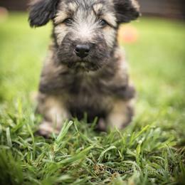 Border Collie and Skye Terrier Puppies from Skyward Farms