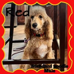 Red - Cream male Poodle puppy in Mauston, Wisconsin from Quiverfull Acres