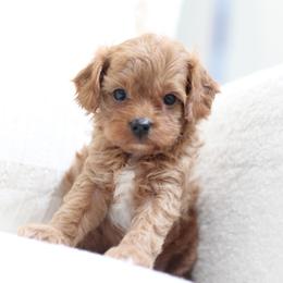 Coco - Red  female Goldendoodle puppy in Alamance County, North Carolina from Doodle Squad Puppies