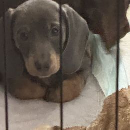 Ash - Fawn (isabella) and tan male Dachshund puppy in Salem, Oregon from Ide's of March Dachshunds