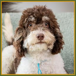 Hugo - Phantom male Bernedoodle puppy in Connersville, Indiana from Deaz Doodle Ranch