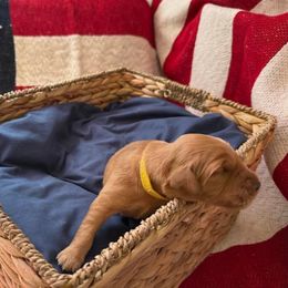 Star (Yellow) - Dark golden female Golden Retriever puppy in Sandy, Oregon from Treasured K-9s