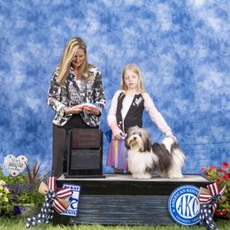 Havanese Puppies from Endearing Havanese