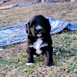 Goldendoodle Puppies from Southern Star Goldendoodles