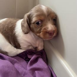Keeley - Piebald female Dachshund puppy in Windsor, Colorado from Murry’s minis
