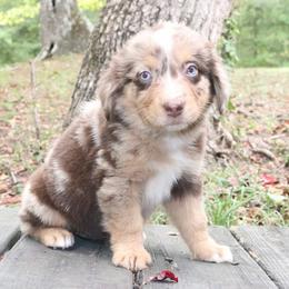 Pimento - Red merle female Australian Shepherd puppy in Macon, Georgia from Shaina’s Shepherds