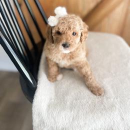 Charm - Apricot female Maltipoo puppy in Huntsville, Texas from Nelson Creek Farms