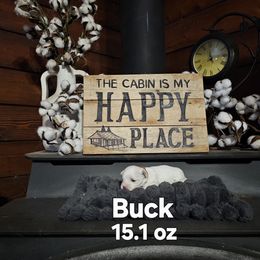 Buck - White male Maltese puppy in Terrell, Texas from PBJ Farms