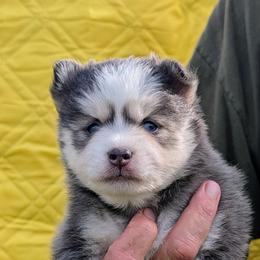 Aura (blue) - 2300 - Blue female Pomsky puppy in Spring Hill, Florida from www.PuppyTimeEmporium.com