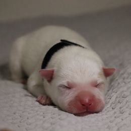 Cactus - Red speckled male Australian Cattle Dog puppy in Tucson, Arizona from Socattleranch’s Corgi’s