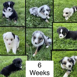 Miniature Australian Shepherd Puppies from Windy River Mini Aussie