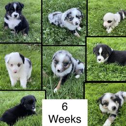Miniature Australian Shepherd Puppies from Windy River Mini Aussie