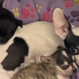 Hope - Chihuahua