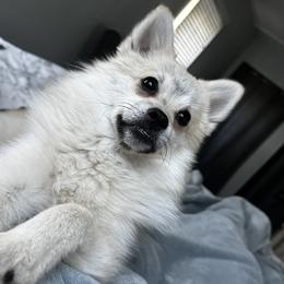Skipper - Pomsky