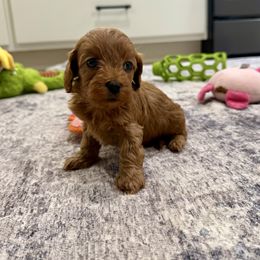 Lila - Red female Cockapoo puppy in Beresford, South Dakota from DAKOTA DOOD RANCH