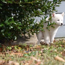 Siberian Husky Puppies from Dreamers Mile