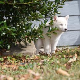 Siberian Husky Puppies from Dreamers Mile