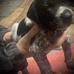 Purple collar 1 - Black roan female German Shorthaired Pointer puppy in Hardeman County, Tennessee from Howell Farm GSP