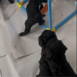 White-OPAL - Black female Poodle puppy in Hamilton Square, New Jersey from Sweet Standards