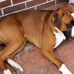 Boxers from Sandy Sirabella's Boxers