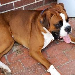Boxers from Sandy Sirabella's Boxers