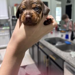 Coco - Chocolate and tan female Dachshund puppy in Tomball, Texas from Gutierrez House of Doxies