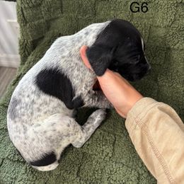 German Shorthaired Pointer Puppies from Golden pointers